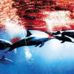 《海豚湾》2009，日本对海豚的大屠杀