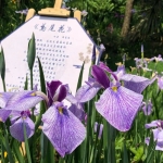 钢琴曲《鸢尾花》